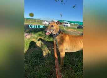 Cassian geb. 07/2023 (ESP) - freundlicher und sozialer Galgo sucht liebevolles Zuhause!