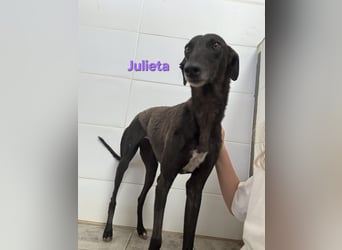 Julieta geb. 05/2024 (ESP) - fröhliche, wunderschöne Galga. Ein echter Sonnenschein!