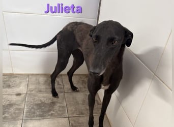 Julieta geb. 05/2024 (ESP) - fröhliche, wunderschöne Galga. Ein echter Sonnenschein!