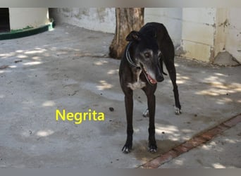 Negrita geb. 09/2022 (ESP) - edle und menschenbezogene Galga, eine treue Seele!