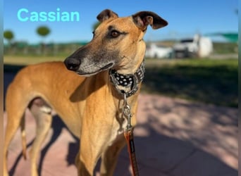 Cassian geb. 07/2023 (ESP) - freundlicher und sozialer Galgo sucht liebevolles Zuhause!