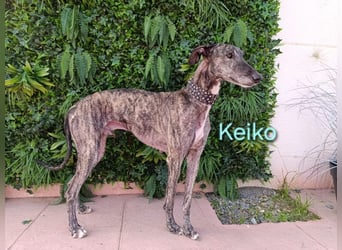Keiko geb. 07/2020 (ESP) - liebevoller Galgomann sucht seine Familie!