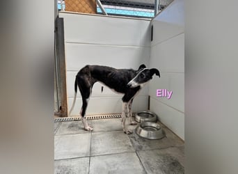 Elly geb. 07/2020 (in Deutschland) - liebevolle, verspielte Rauhhaargalga!