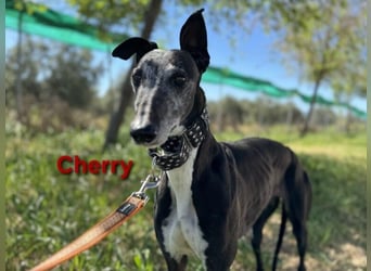 Cherry geb. 10/2021 (ESP) - wunderschöne, soziale Galga sucht ihre Menschen!