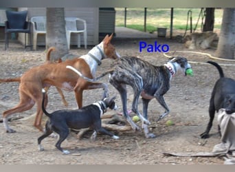Pako geb. 07/2022 (ESP) - unheimlich lieber, fröhlicher Galgo!