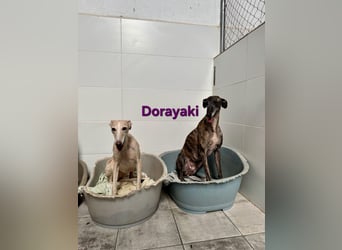Dorayaki geb. 02/2021 (ESP) - sanfte Galga will Vertrauen neu lernen!