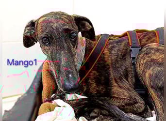 Mango1 geb. 09/2022 (ESP) - sanfter Galgo auf der Suche nach dem Glück!