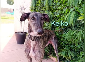 Keiko geb. 07/2020 (ESP) - liebevoller Galgomann sucht seine Familie!