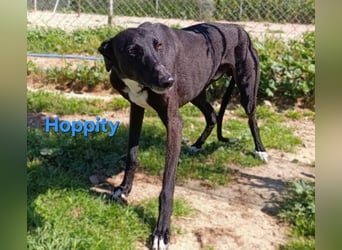 Hoppity geb. 04/2023 (ESP) - freundlicher Galgo sucht seine Familie mit Hundekumpel!