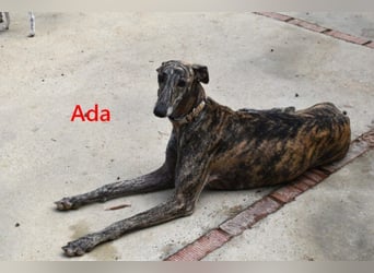 Ada geb. 07/2024 (ESP) - menschenbezogene, sanfte Galga!