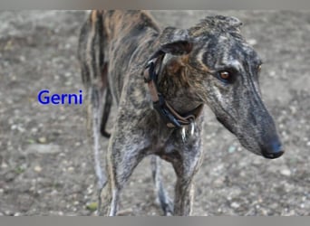 Gerni geb. 05/2025 (ESP) - verschmuster Galgo will wieder lernen zu Vertrauen!