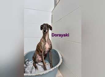 Dorayaki geb. 02/2021 (ESP) - sanfte Galga will Vertrauen neu lernen!
