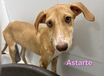 Astarte geb. 06/2026 (ESP) - wunderschönes Galgomädchen sucht ihre Familie!
