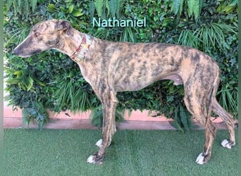 Nathaniel geb. 07/2021 (ESP) - lieber, ausgeglichener und verschmuster Galgo!
