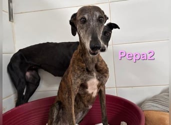 Pepa2 geb. 01/2015 (ESP) - sanfte, soziale Galga verdient endlich ein schönes Leben!