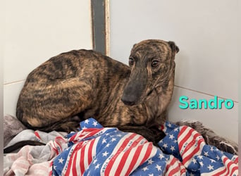 Sandro geb. 08/2024 (ESP) - schüchterner Galgo der so viel mehr verdient hat!