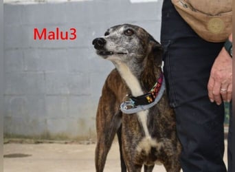 Malu3 geb. 02/2016 (ESP) - liebevolle Galga hat endlich ihr Glück verdient!