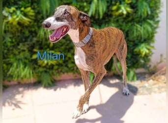 Milan geb. 06/2020 (ESP) - ausgeglichener, anhänglicher und sanfter Galgo!