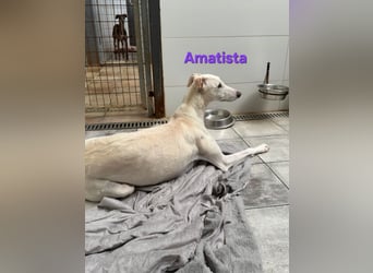 Amatista geb. 02/2019 (ESP) - wunderschöne Traumgalga möchte neu beginnen!