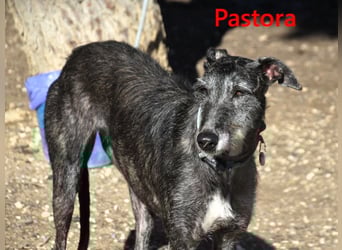 Pastora geb. 06/2021 (ESP) - liebevolle und verschmuste, rauhaarige Traum-Galga!