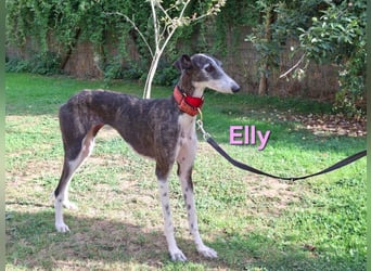 Elly geb. 07/2020 (in Deutschland) - liebevolle, verspielte Rauhhaargalga!