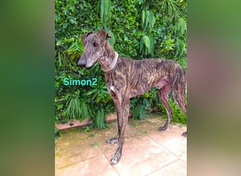 Simon2 geb. 09/2019 (ESP) - unkomplizierter Galgo verdient endlich sein Glück!