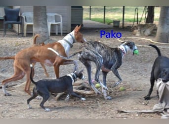 Pako geb. 07/2022 (ESP) - unheimlich lieber, fröhlicher Traumgalgo sucht ebensolche Menschen!