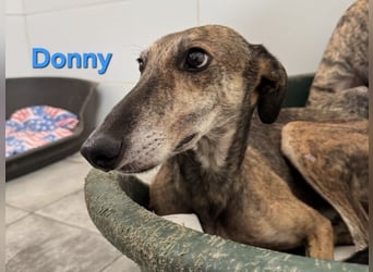 Donny geb. 04/2022 (ESP) - sanfter Galgo der so viel mehr verdient hat!