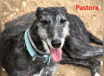 Pastora geb. 06/2021 (ESP) - liebevolle und verschmuste, rauhaarige Traum-Galga!