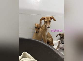 Astarte geb. 06/2026 (ESP) - wunderschönes Galgomädchen sucht ihre Familie!