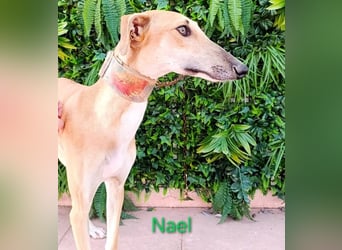 Nael geb. 11/2023 (ESP) - edler, sensibler und wunderschöner Galgo!