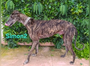 Simon2 geb. 09/2019 (ESP) - unkomplizierter Galgo verdient endlich sein Glück!
