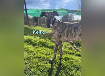 Keiko geb. 07/2020 (ESP) - liebevoller Galgomann sucht seine Familie!