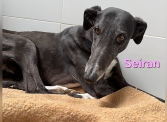 Seiran geb. 07/2019 (ESP) - liebevolle und ausgeglichene Galga sucht das Glück!