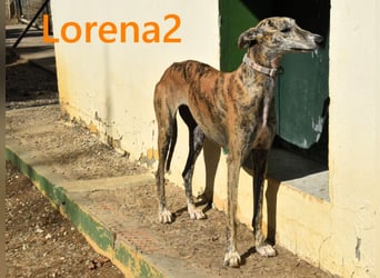 Lorena2 geb. 08/2023 (ESP) - total liebe und verschmuste Galga sucht ihr Glück!