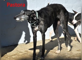 Pastora geb. 06/2021 (ESP) - liebevolle und verschmuste, rauhaarige Traum-Galga!