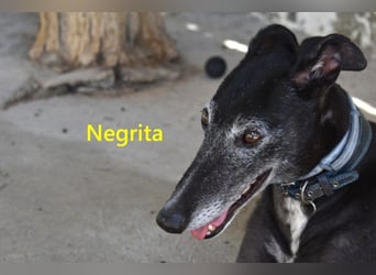 Negrita geb. 09/2022 (ESP) - edle und menschenbezogene Galga, eine treue Seele!