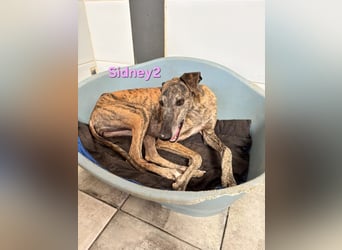 Sidney2 geb. 04/2019 (ESP) - menschenbezogene Galga sucht ihr Für-immer-Körbchen!
