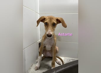 Astarte geb. 06/2026 (ESP) - wunderschönes Galgomädchen sucht ihre Familie!