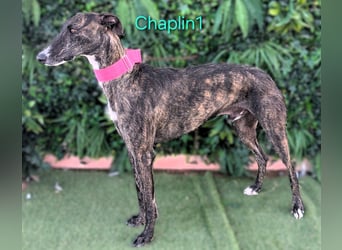 Chaplin1 geb. 01/2023 (ESP) - ruhiger und anhänglicher, sanfter Galgo!