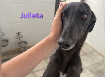 Julieta geb. 05/2024 (ESP) - fröhliche, wunderschöne Galga. Ein echter Sonnenschein!