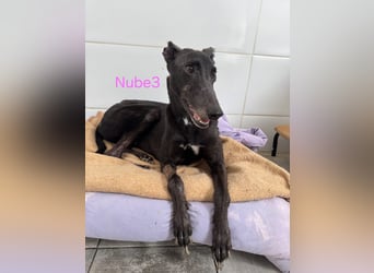 Nube3 geb. 03/2024 (ESP) - dringend Pflegestelle oder Zuhause für liebevolle Galga gesucht!