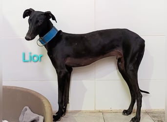 Lior geb. 11/2023 (ESP) - zärtlicher und unterwürfiger Galgo!