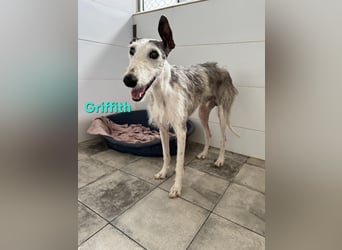 Griffith geb. 01/2021 (ESP) - ein ganz besonderer Galgo sucht seine Menschen!
