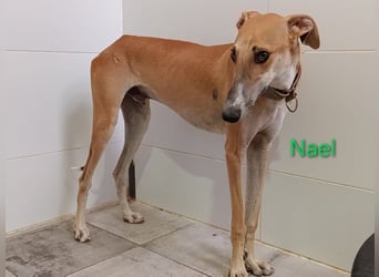 Nael geb. 11/2023 (ESP) - edler, sensibler und wunderschöner Galgo!