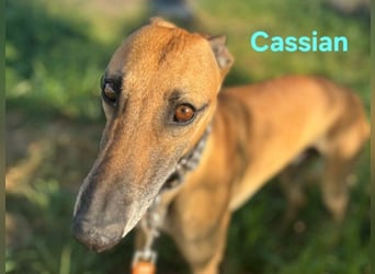 Cassian geb. 07/2023 (ESP) - freundlicher und sozialer Galgo sucht liebevolles Zuhause!