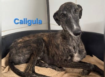Caligula geb. 12/2020 (ESP) - eleganter, ganz besonderer Galgo!