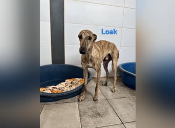 Loak geb. 08/2022 (ESP) - sanfter, wunderschöner Galgo sucht seine Menschen!