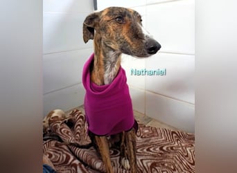 Nathaniel geb. 07/2021 (ESP) - lieber, ausgeglichener und verschmuster Galgo!