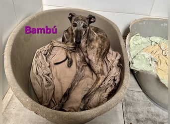 Bambú geb. 08/2019 (ESP) - diese sanfte Galga sucht erfahrene Menschen!